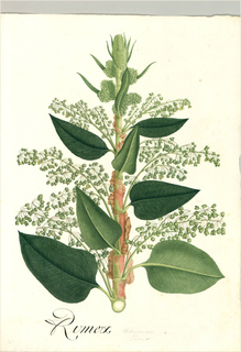 Ilustración de Euphorbia