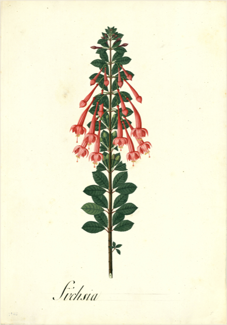 Ilustración botánica de Fuchsia magellanica