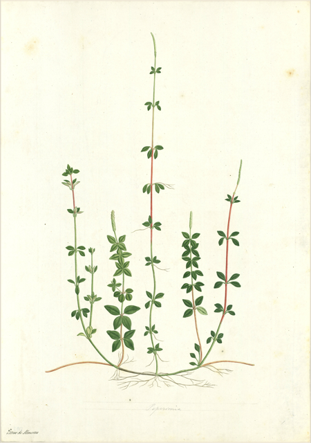 Ilustración botánica de Galium aparine