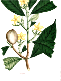 Ilustración botánica de Huito de altura
