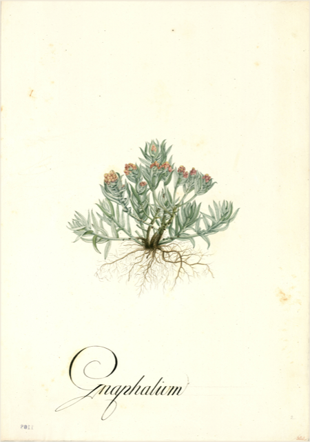 Ilustración botánica de Gnaphalium semiamplexicaule