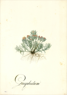 Ilustración de Gordolobo