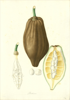 Ilustración de Graviola