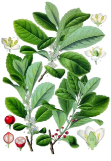 Ilustración botánica de Guayusa