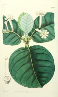 Ilustración de Tastab