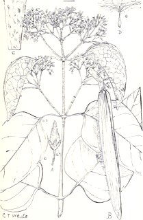 Ilustración de Gymnema sylvestre