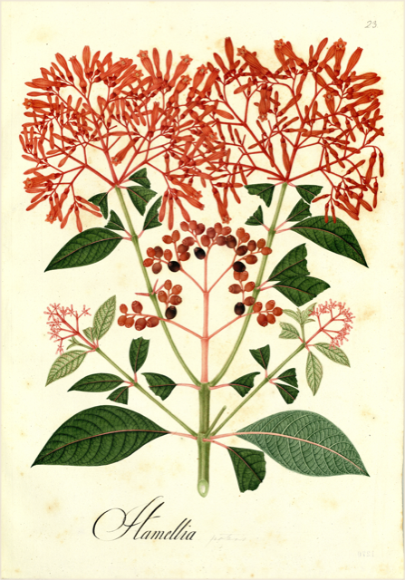 Ilustración botánica de Hamelia patens