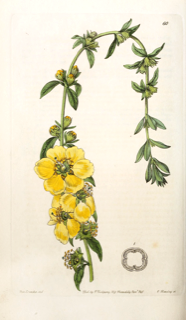 Ilustración de Sinicuichi