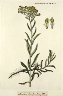 Helichrysum arenarium