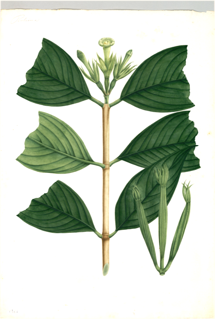 Ilustración botánica de Heliconia bihai