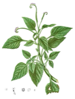 Ilustración de Alacrancillo