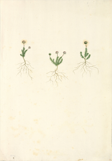 Ilustración de Hercampuri