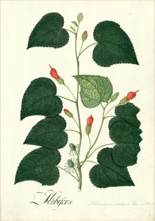 Ilustración de Jamaica