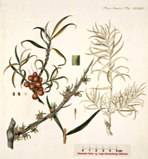 Ilustración botánica de Hippophae