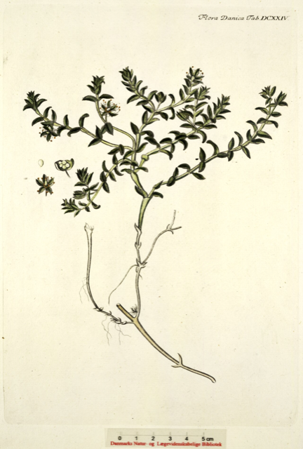Ilustración botánica de Honckenya peploides