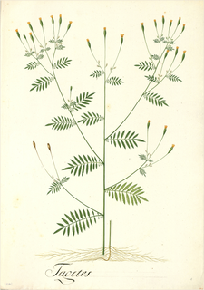 Ilustración de Huacatay