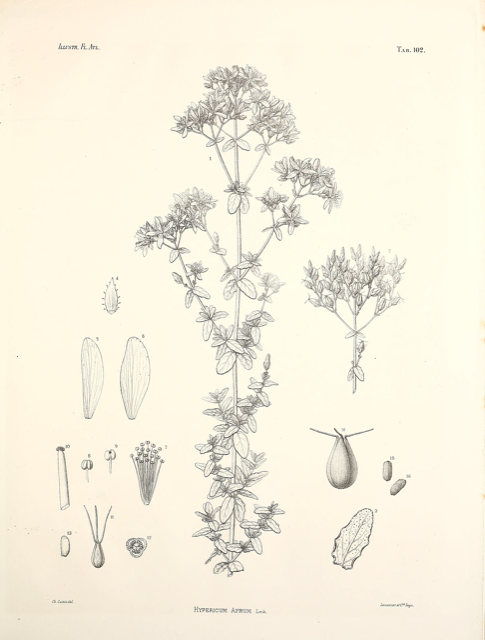 Ilustración botánica de Hypericum afrum