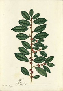 Ilustración de Apalache