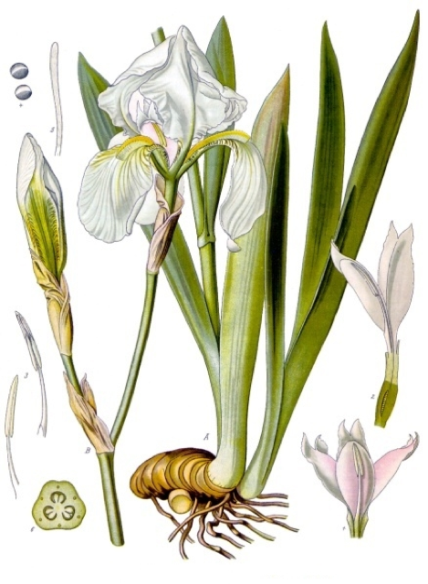 Ilustración botánica de Iris pallida