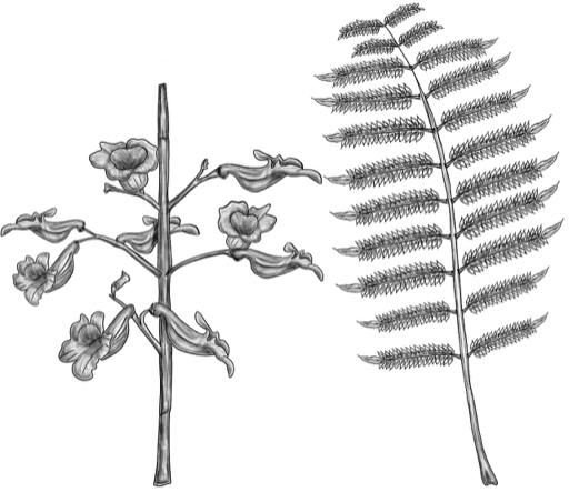 Ilustración botánica de Jacaranda mimosifolia