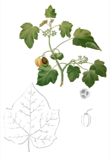 Ilustración de Piñón