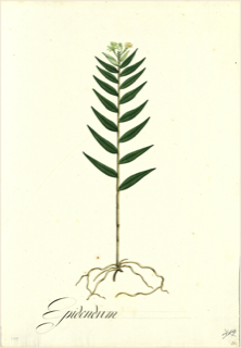 Ilustración de Jengibre