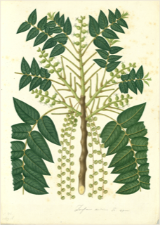 Ilustración botánica de Nogal