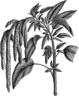 Ilustración de Kiwicha