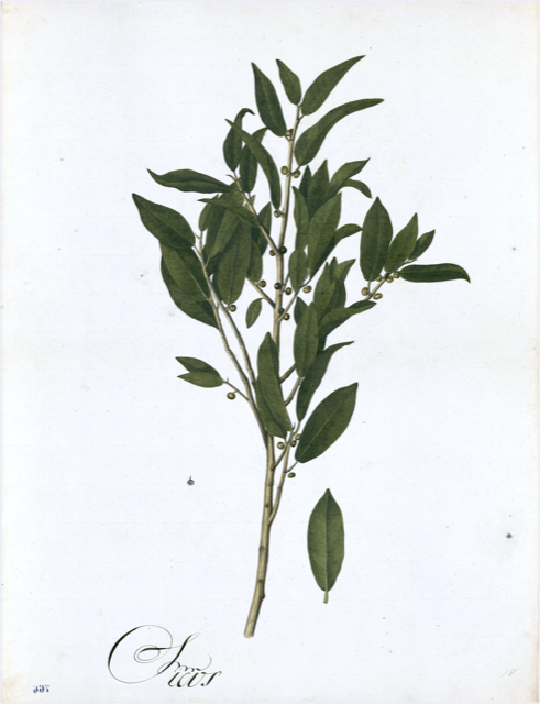Ilustración botánica de Laurus sassafras