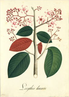 Ilustración botánica de Sapucaia
