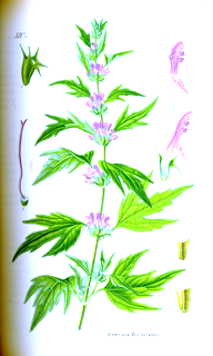 Marihuanilla