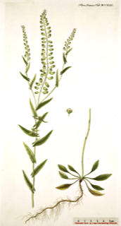 Lepidium