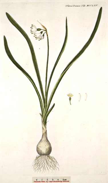 Ilustración botánica de Leucojum aestivum