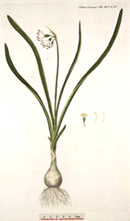 Leucojum aestivum