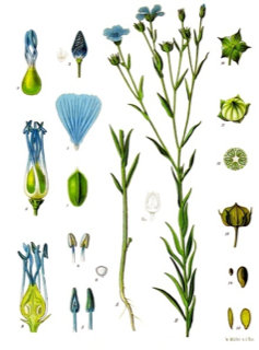 Ilustración botánica de Linum