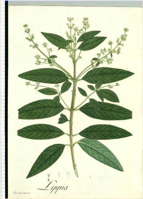 Ilustración botánica de Lippia micromera