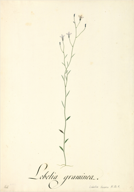 Ilustración botánica de Lobelia assurgens