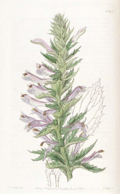 Ilustración botánica de Lobelia decurrens
