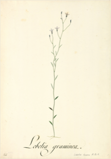 Ilustración botánica de Lobelia