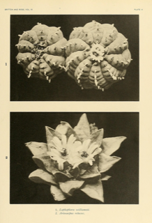 Ilustración de Peyote