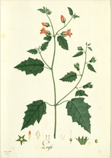 Ilustración de Esponja vegetal