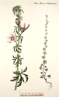 Ilustración botánica de Malva
