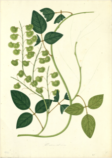 Ilustración de Manayupa