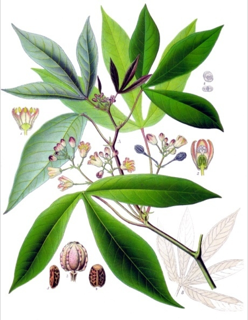 Ilustración de Yuca
