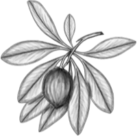Ilustración botánica de Chicozapote