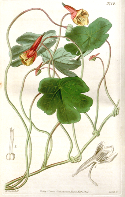 Ilustración botánica de Tropaeolum tuberosum
