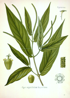Ilustración de Matico
