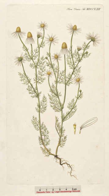 Ilustración botánica de Matricaria chamomilla
