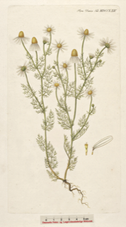 Ilustración botánica de Manzanilla