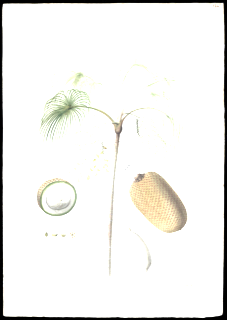 Ilustración de Aguaje